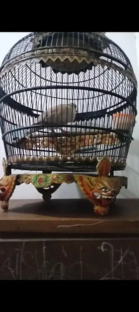 Puter pelung jantan MENGGEMA