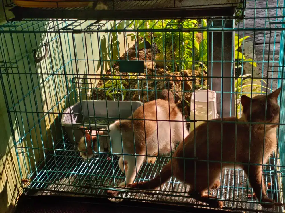 Kucing Himalaya sepasang