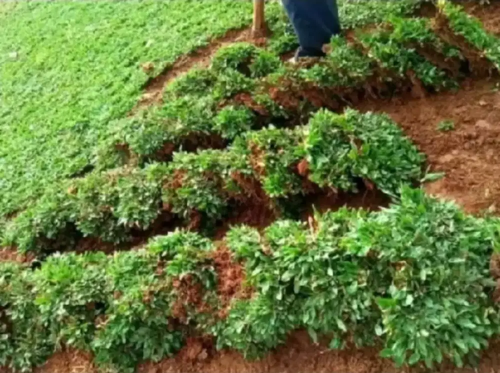Rumput gajah mini 100x100cm