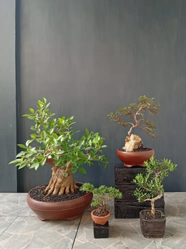 Antik siap pajang 4 pot bonsai