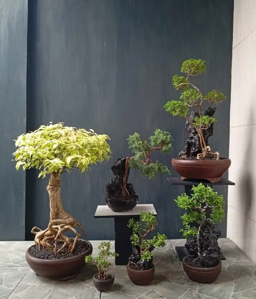 Borong murah bonsai hias
