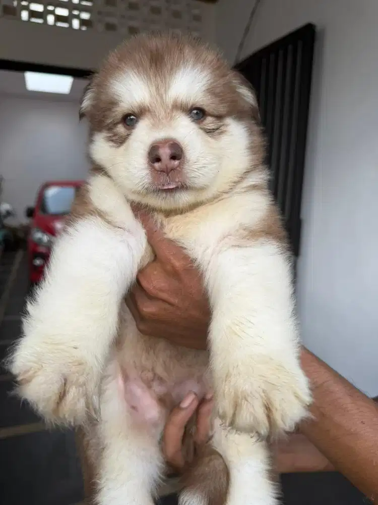 alakan malamute