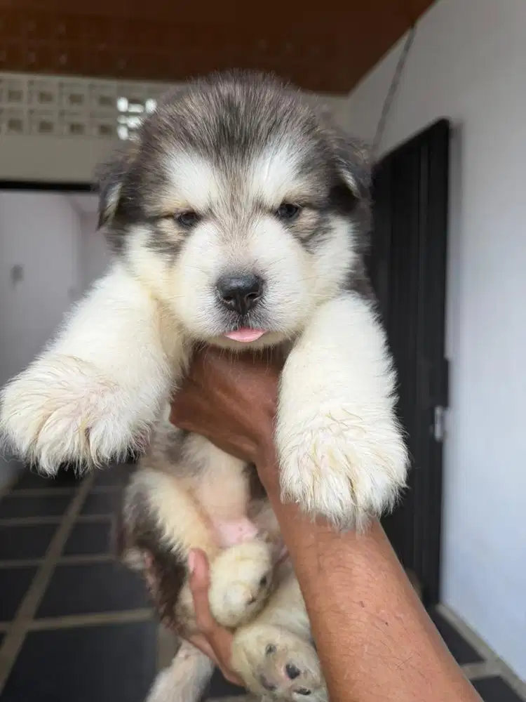 alaskan malamute