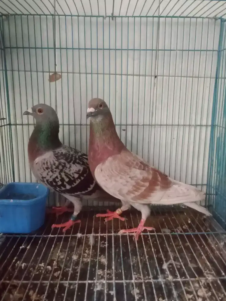 Merpati Pos Sepasang.
