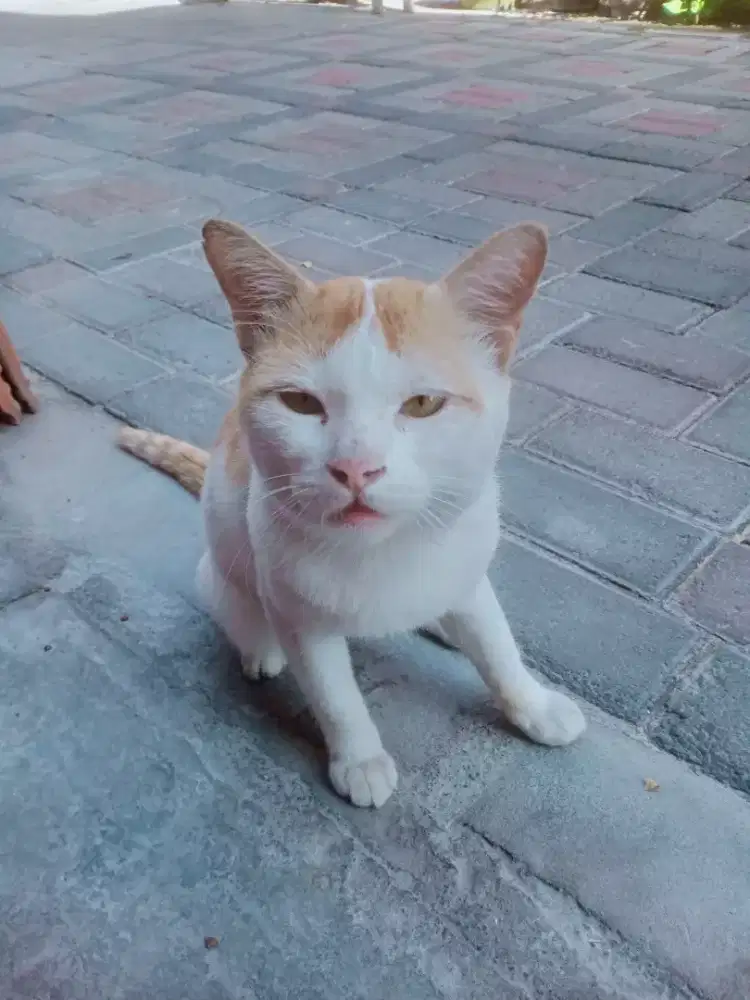 Free kucing manja