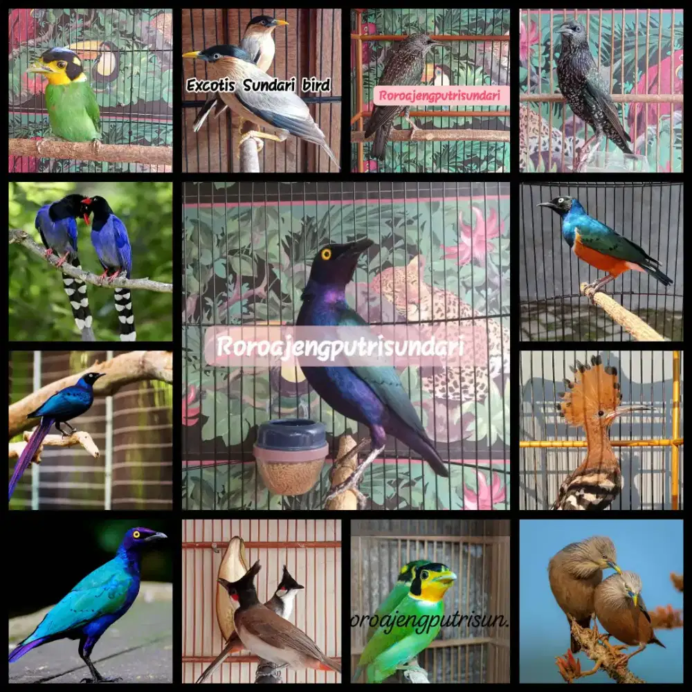 Burung hud hud..