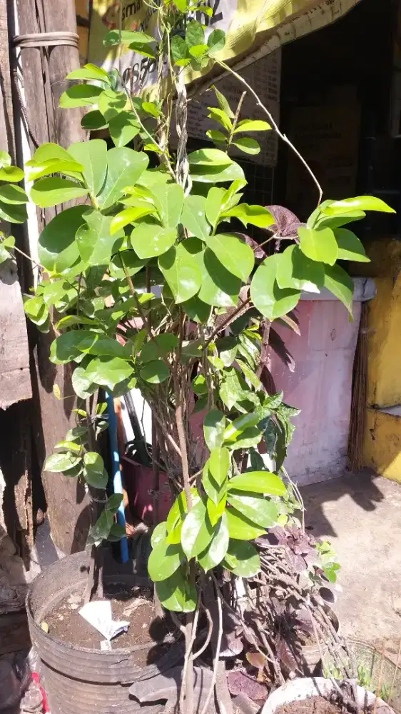 Pohon Sirsak Dari bibit