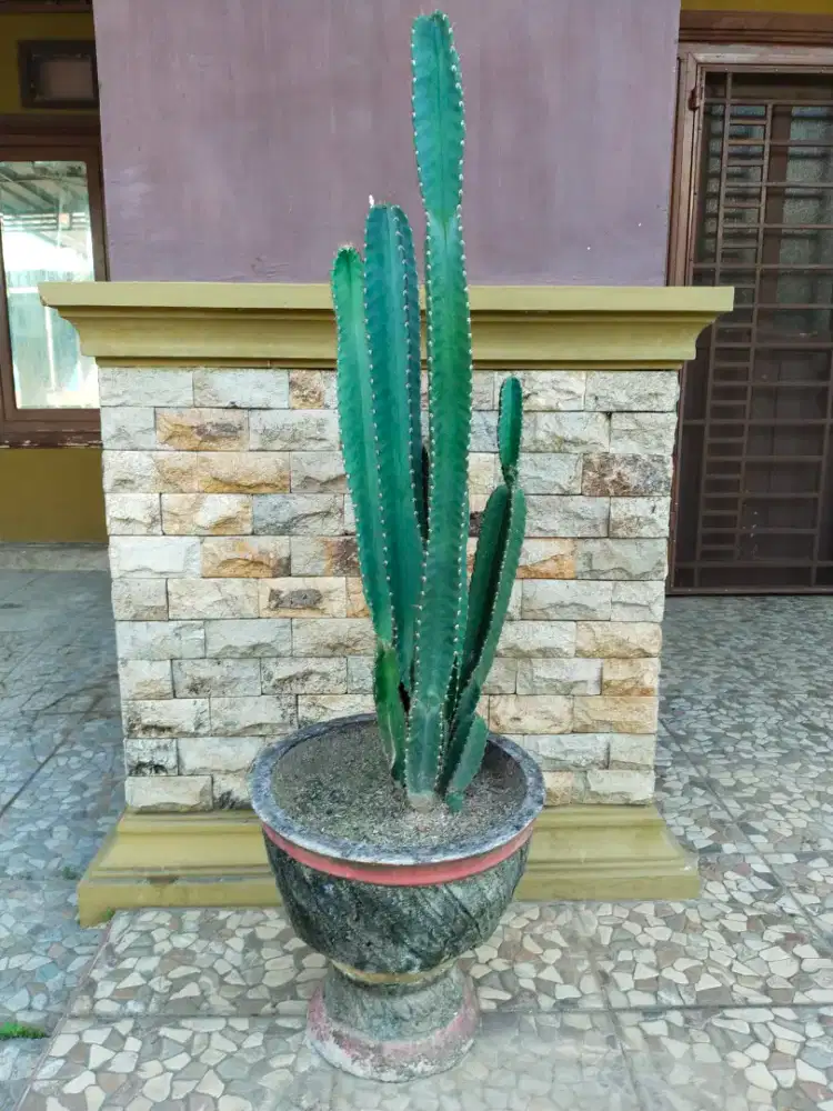 Tanaman kaktus koboi dan pot