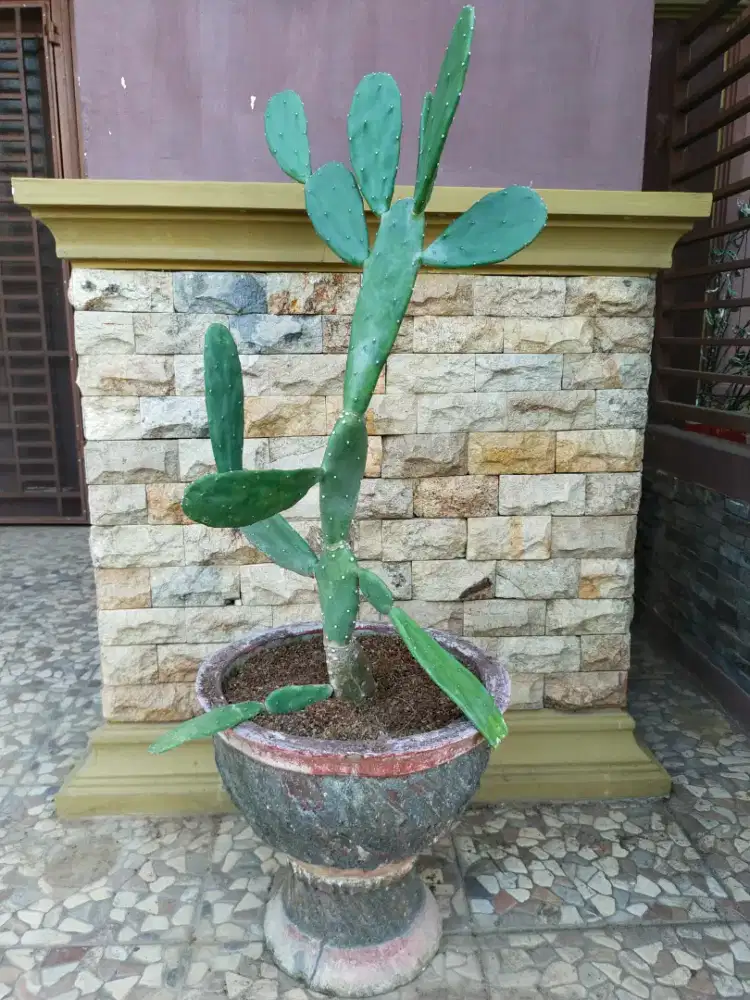 Tanaman kaktus dan pot
