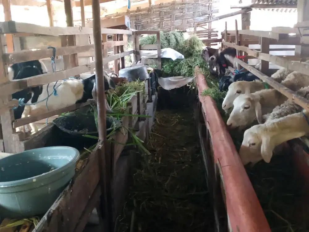 jual daging kambing fress