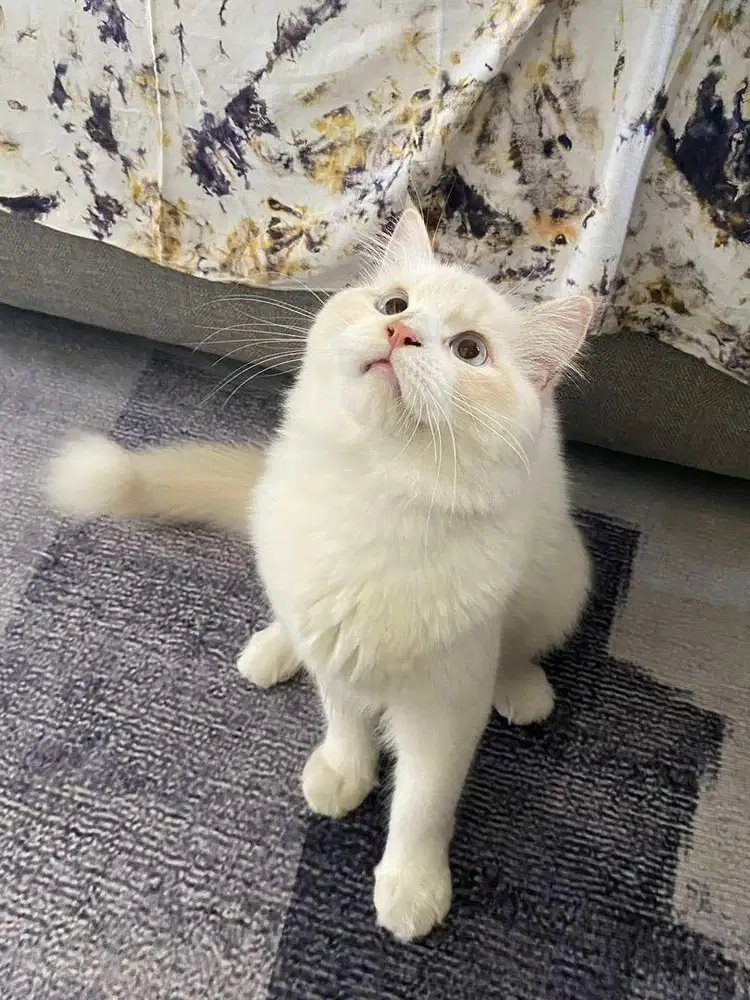 kucing persia putih dan persia putih abu