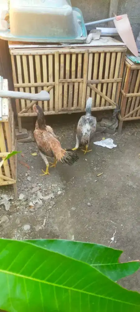 Ayam Bangkok sepasang umur 5bulan
