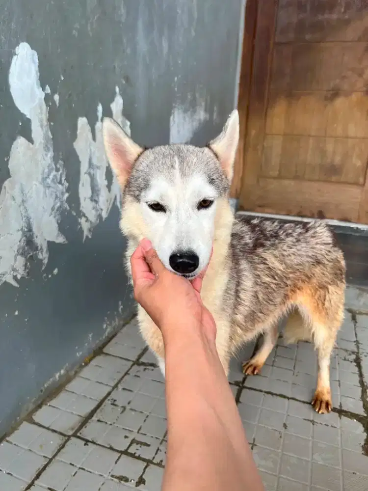 Husky betina siap breed