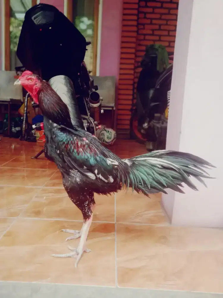 Ayam adu aseel import pakhoy trad shamo jepang phanat plucker drum  dl
