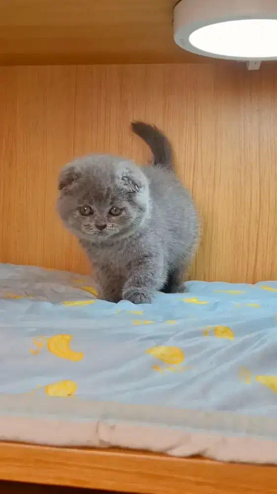 Kucing BSH Scottish Fold