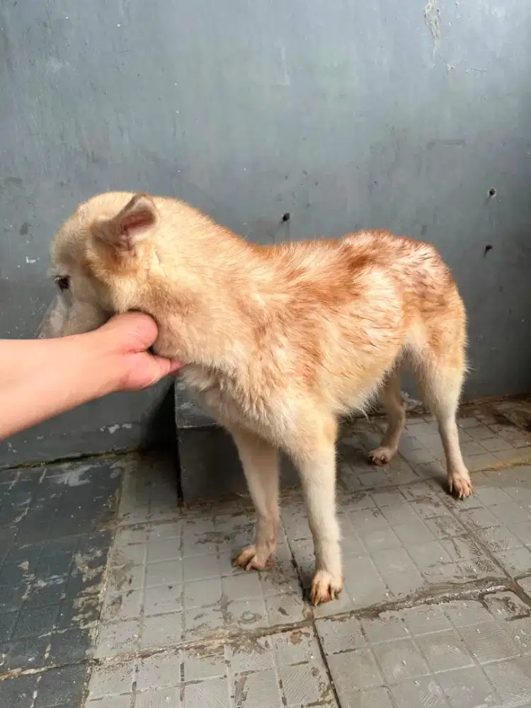 Husky betina light red siap breed