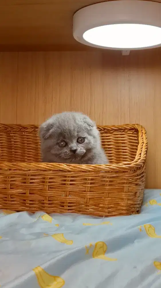 Kucing ScottishFold BSH
