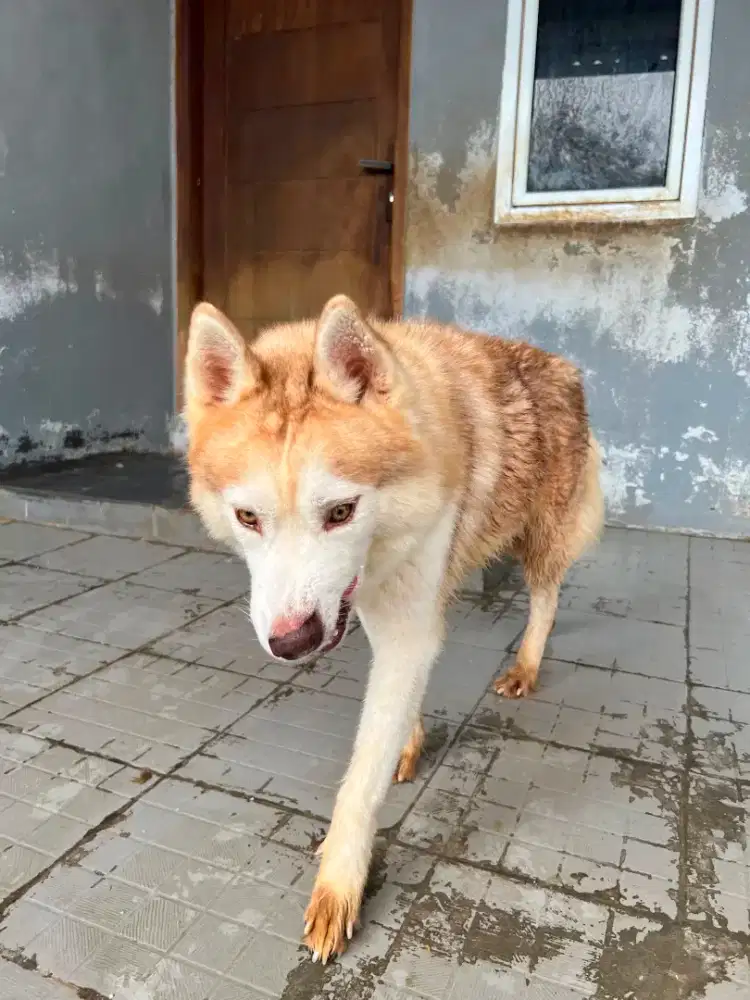 Pacak Husky light red