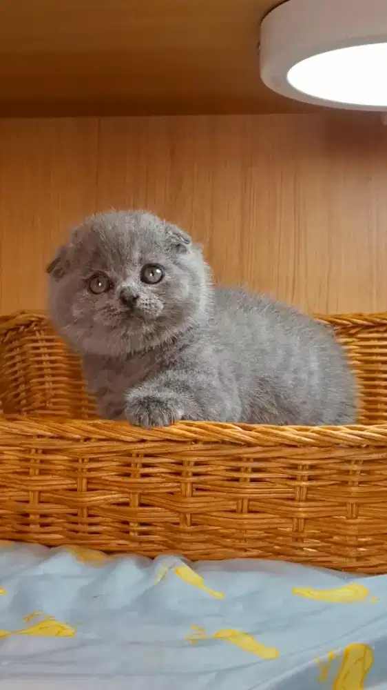 KUCING SCOTTISH FOLD BSH