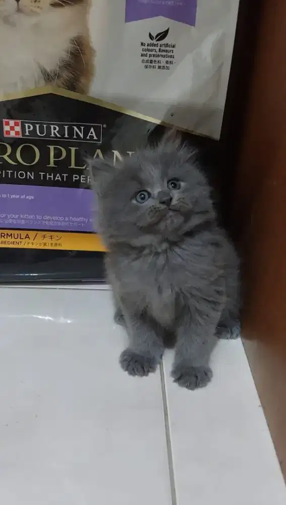 Kucing british longhair blue solid jantan kitten british longhair