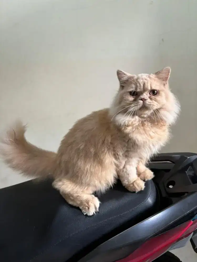 Kucing British longhair