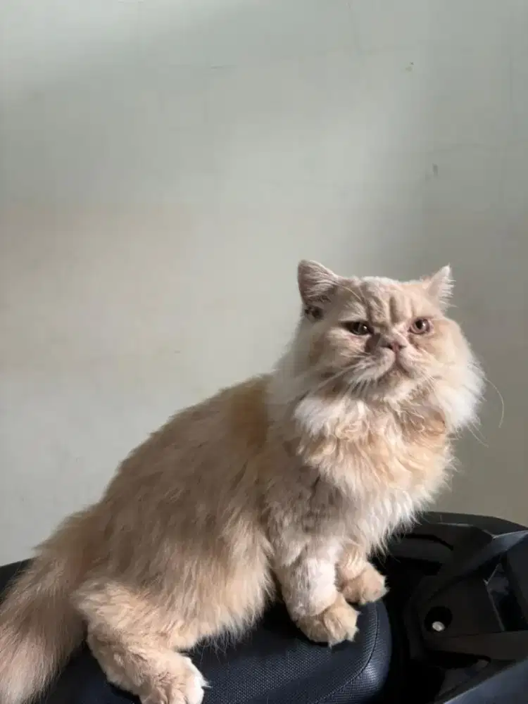 Kucing British longhair