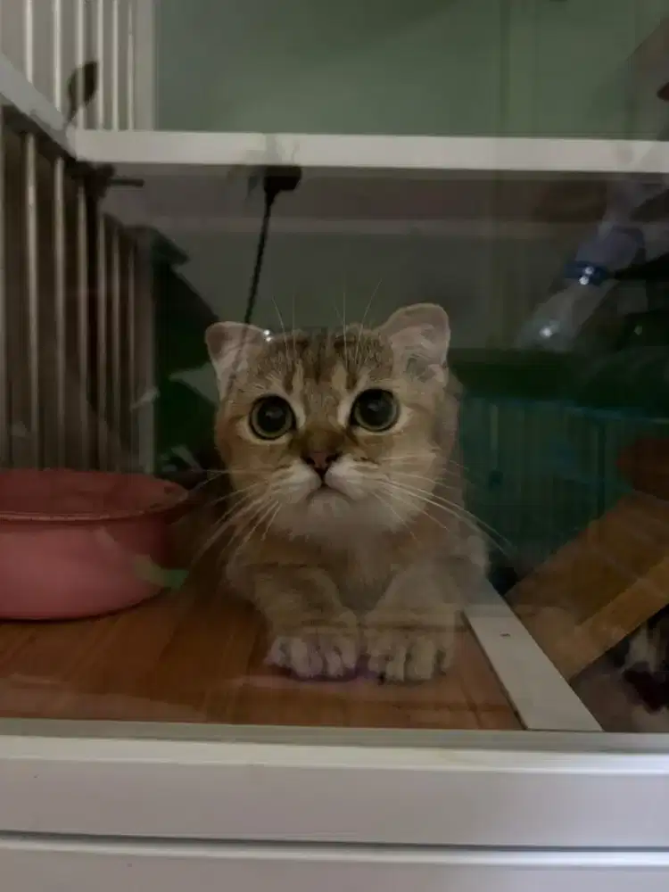 KUCING SCOTIS FOLD