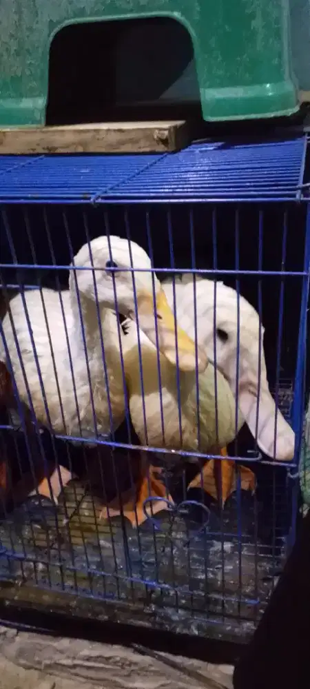 bebek Peking usia 3 bulan