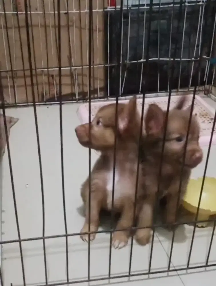 Anak Anjing Golden Mix Nett