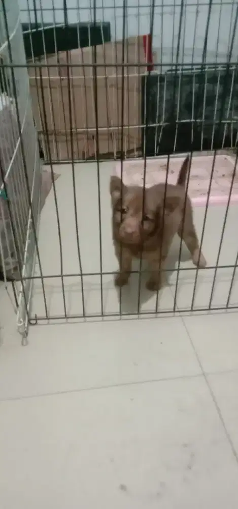 Anak Anjing Golden Mix
