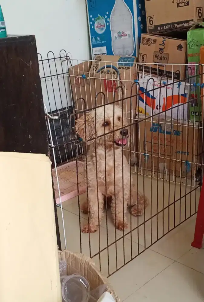 Anjing Podle Jantan