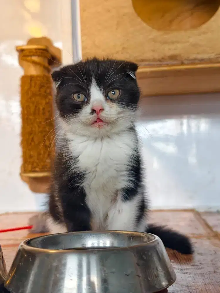 Scottish fold kitten jdhin munchkin bsh