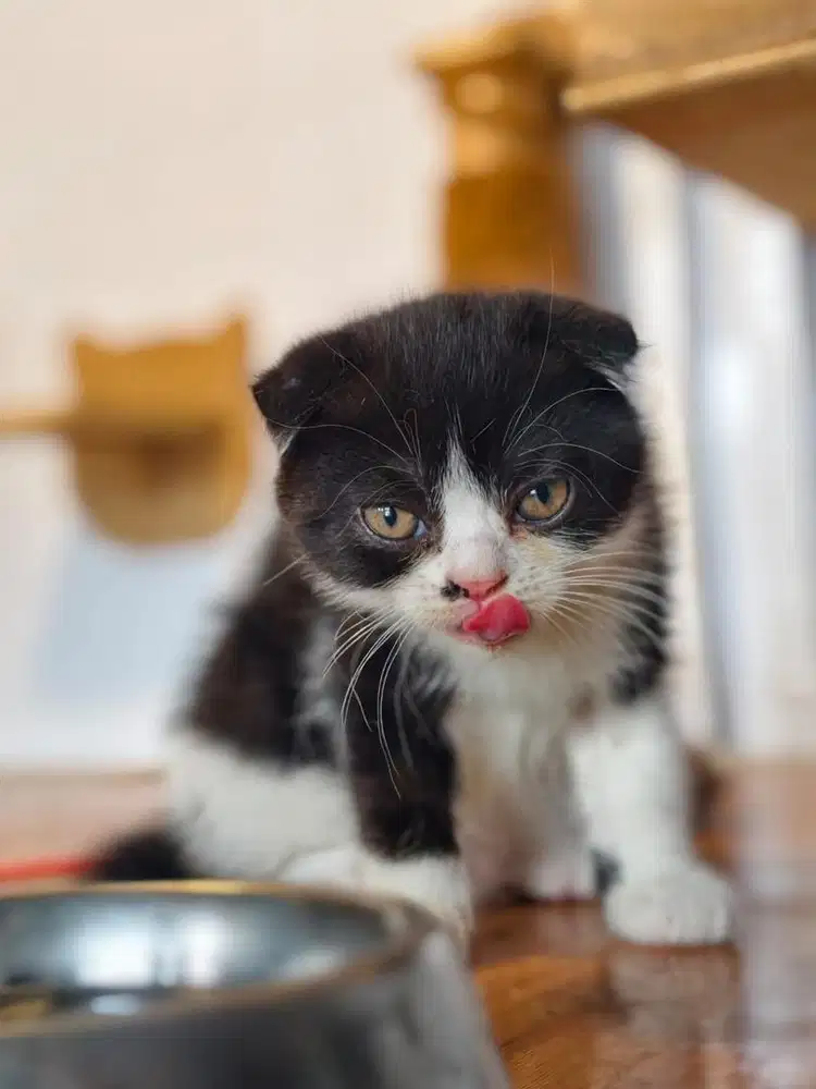 Scottish fold kitten jdhin munchkin bsh