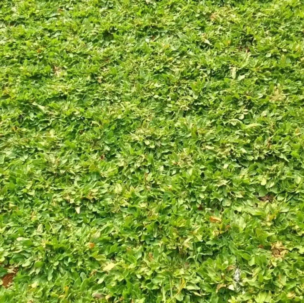 jual rumput gajah mini