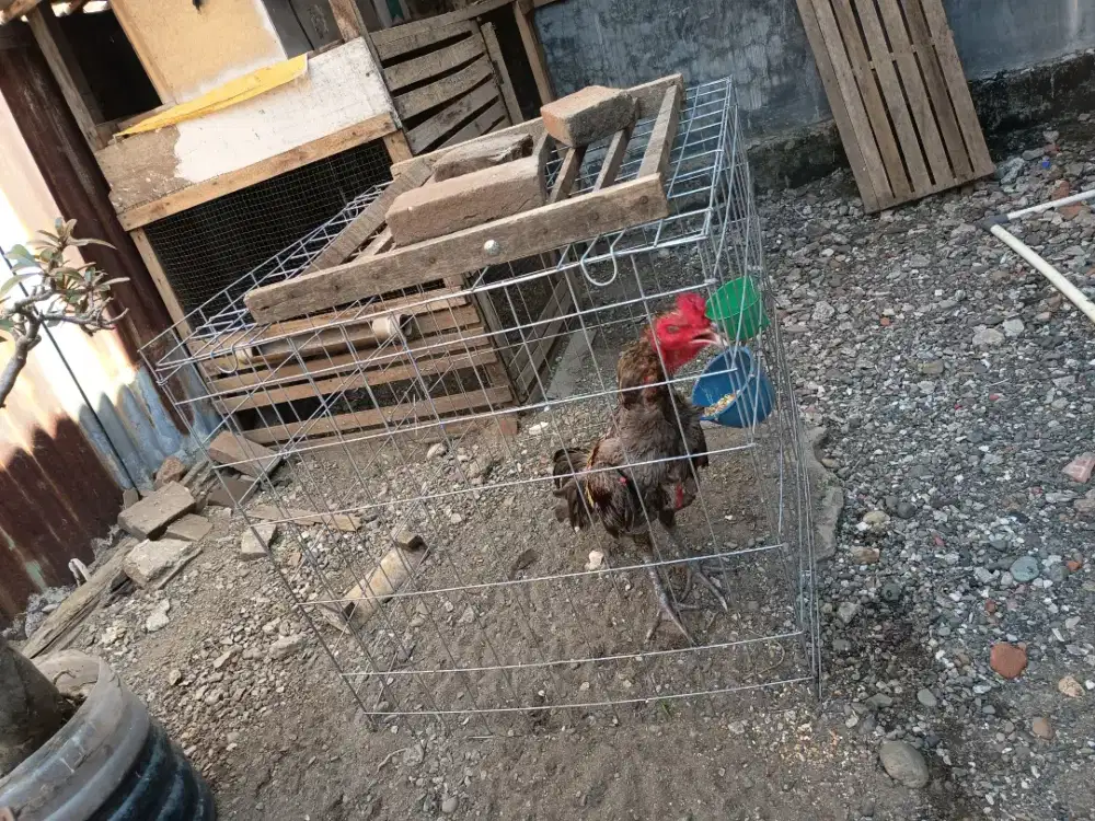 Kandang Ayam bisa lipat