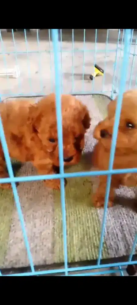 Tinybpoodle cutee