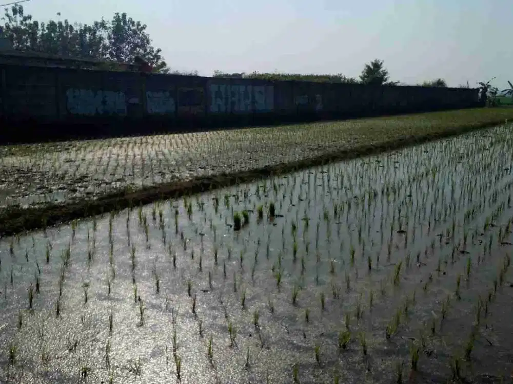 Jual cepat tanah