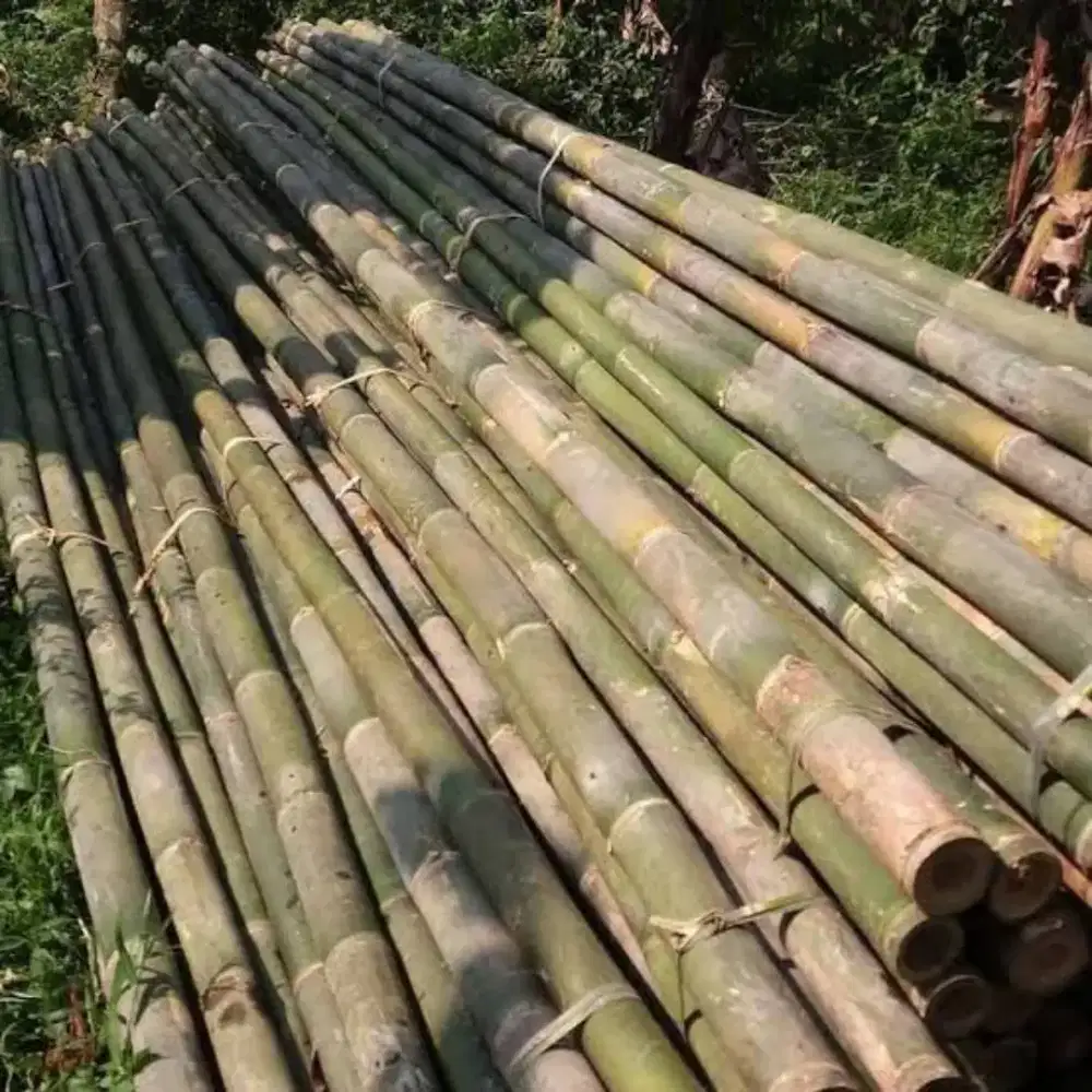 Bambu Esteger 6M Diameter 6-9 CM Kualitas Bagus