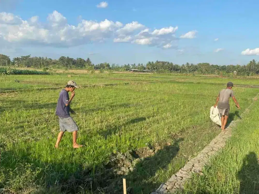 Dijual Tanah Sawah Luas di Minggir Sleman