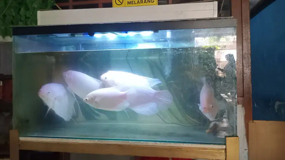 Di jual aquarium dan 4 ekor ikan gurame putih