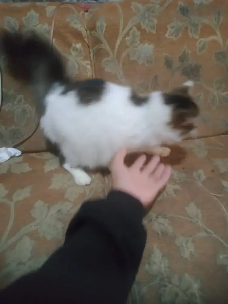 Kucing bagus 2 ekor betina satuan boleh persia medium bulu tebal pedek