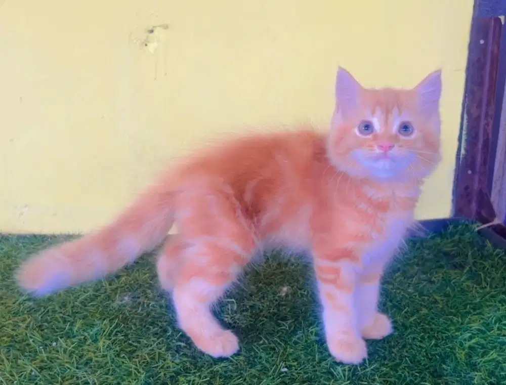 Kucing ras persia jantan marbel long hair