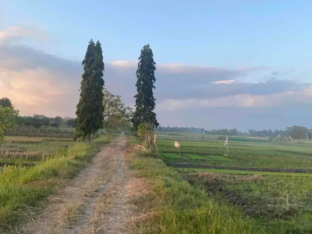 Dijual Tanah Sawah Luas di Minggir Sleman