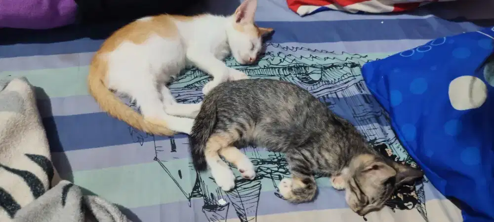 FREE ADOPT KITTEN