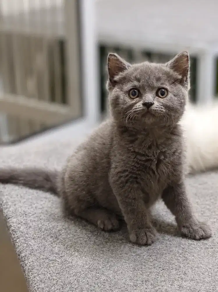 British Shorthair x Flat