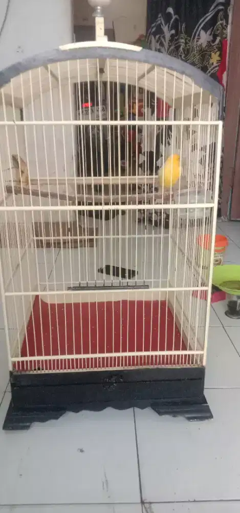 Jual burung kenari full set