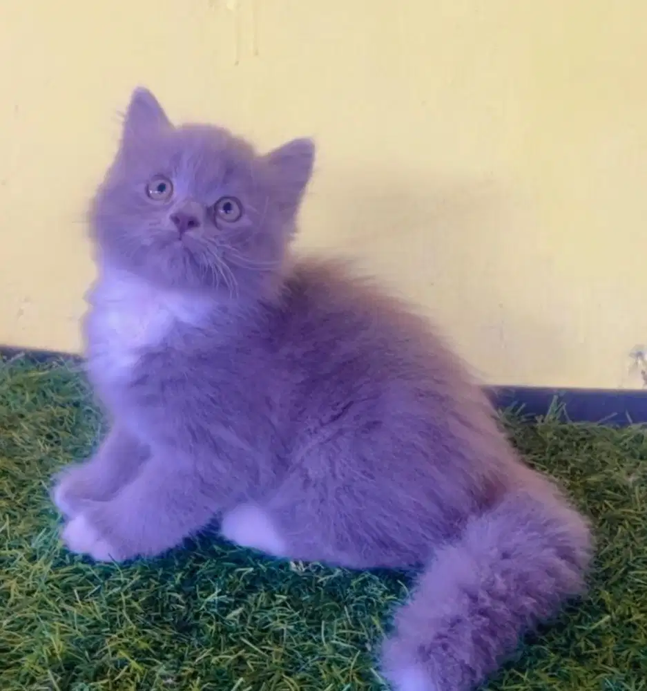 Kucing ras persia jantan abu2 3 bln