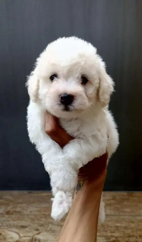 anakan bichon frise