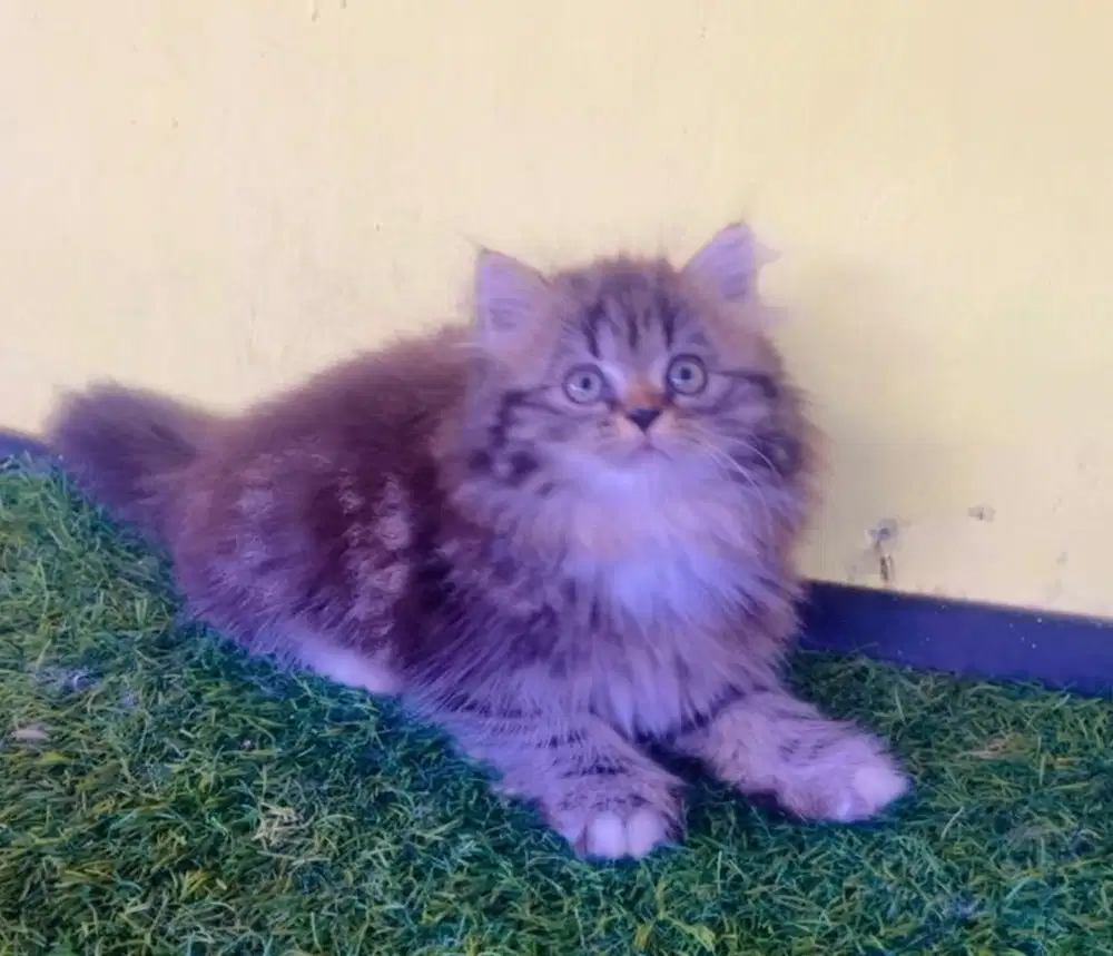 Kucing ras persia marbel betina 3 bln