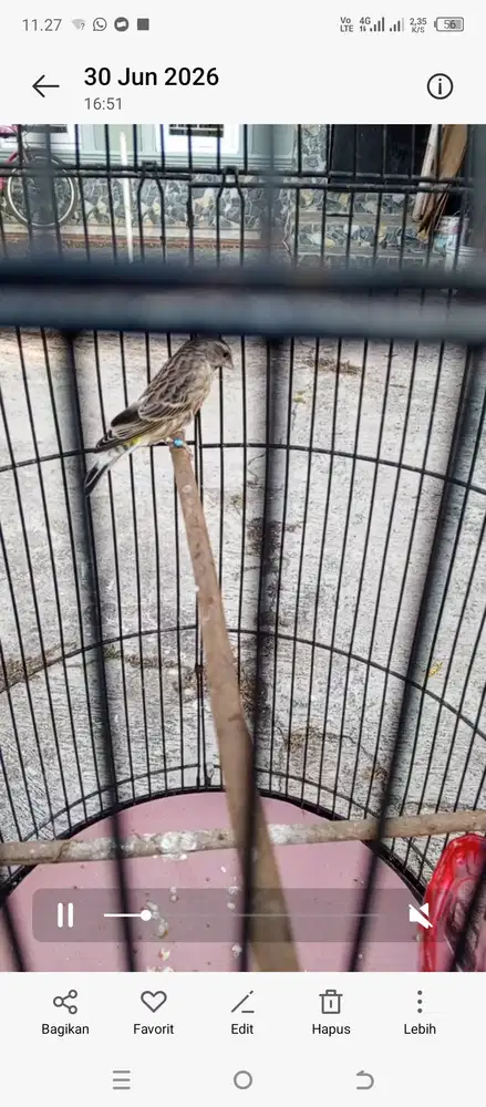 Di jual burung blacktrot gacor pooll1p